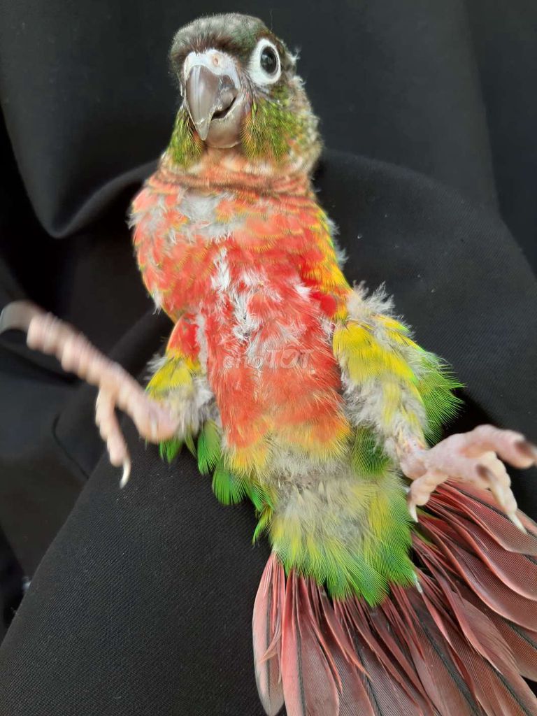 Vẹt Yellowside, Blue đang chăm bột. Mua bán Chim tại Quận Gò Vấp Tp Hồ Chí Minh được đăng bởi Bao Bao hình 1