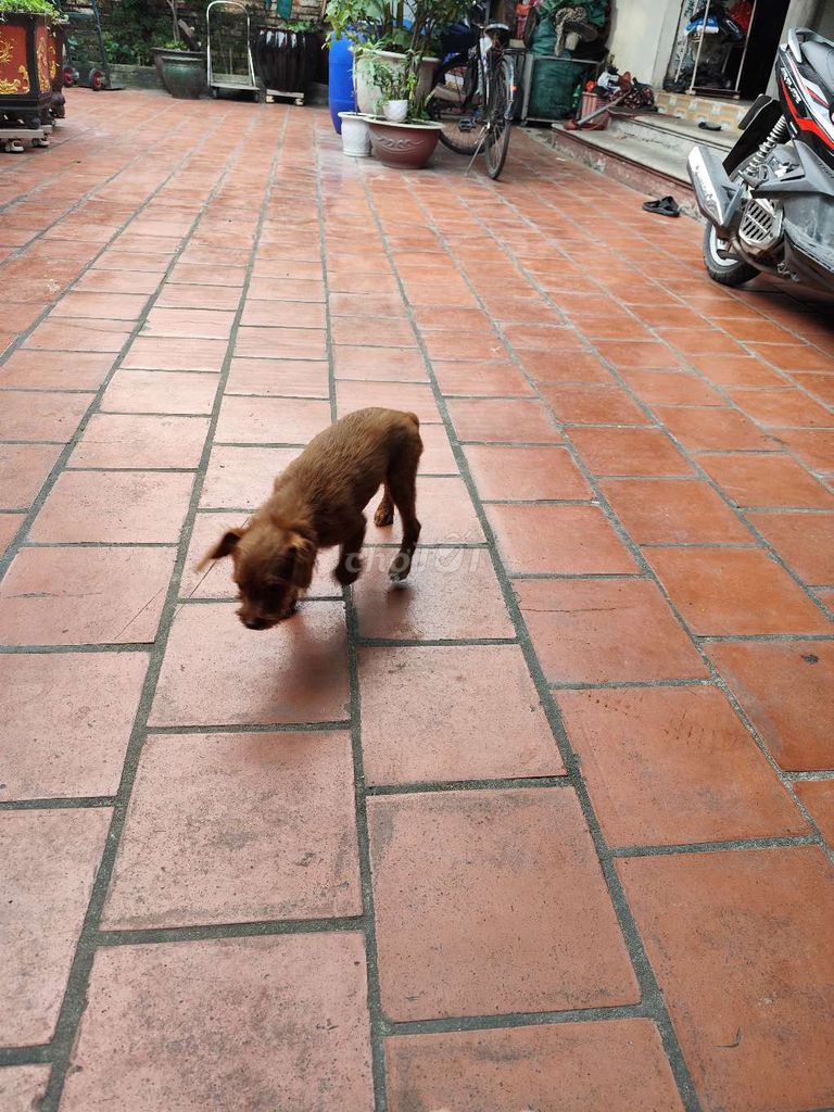 Chó poodle lai. Mua bán Chó tại Huyện Yên Phong Bắc Ninh được đăng bởi Huyen Nguyen hình 6