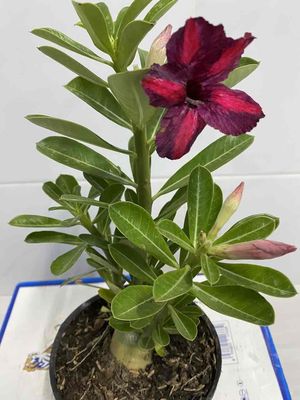 hoa sứ hạt. Mua bán Cây cảnh, đồ trang trí tại Quận 4 Tp Hồ Chí Minh được đăng bởi Nga Trần