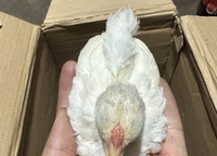 Trại gà Vũ Gia 