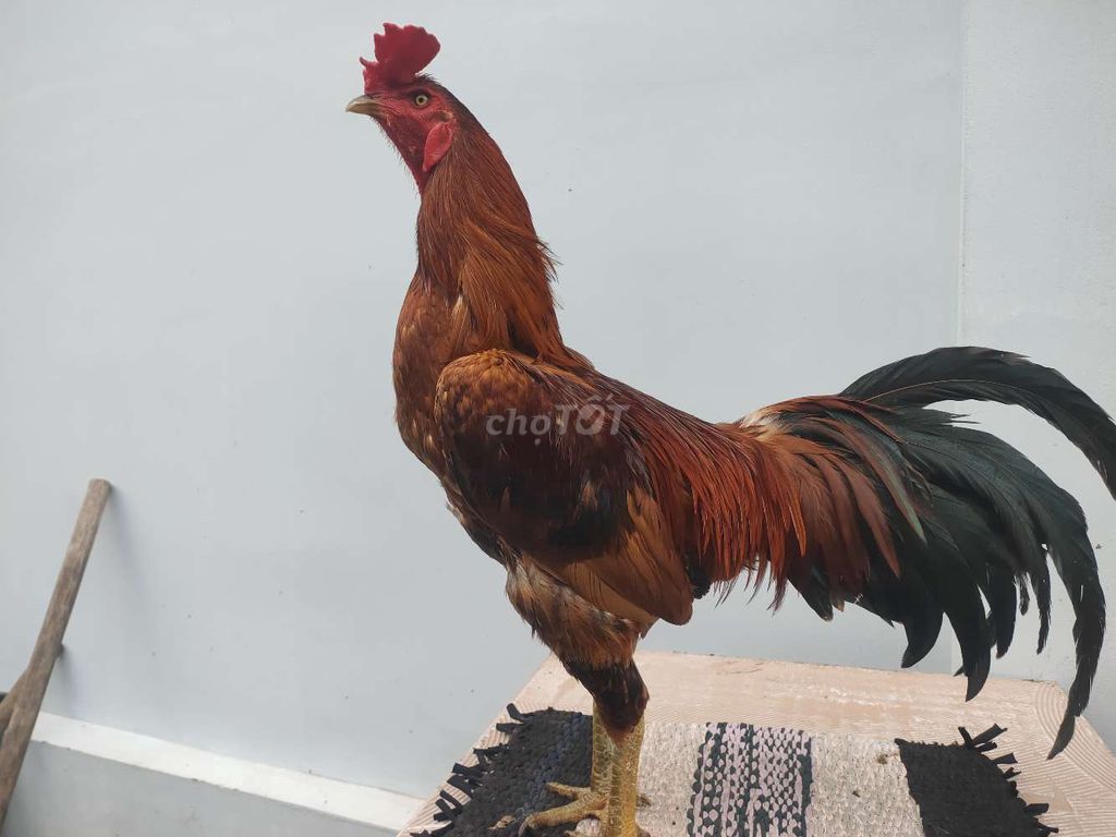 Gà Vàng 3kg chân Xanh. Mua bán Gà tại Huyện Châu Thành Tiền Giang được đăng bởi pham truong duy hình 2