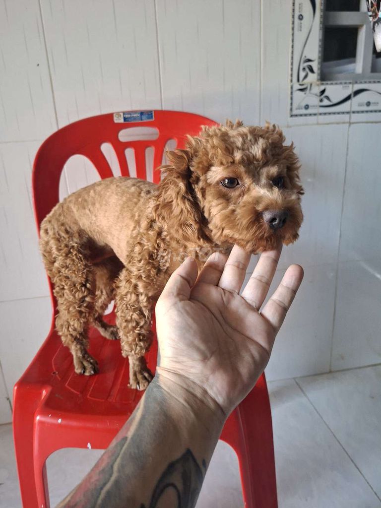 Chó Poodle cái 8 tháng màu Nâu. Mua bán Chó tại Huyện Định Quán Đồng Nai được đăng bởi THANH TRẦN  hình 1