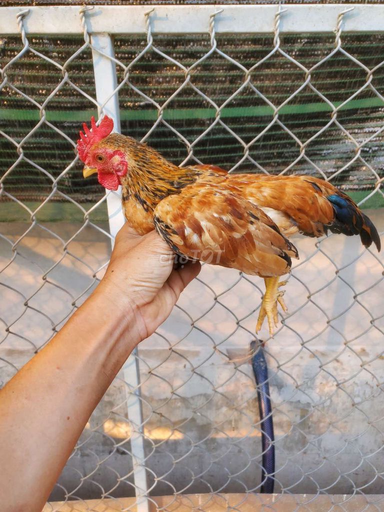 Gà tre 4,5 tháng Nâu vàng. Mua bán Gà tại Huyện Tân Hiệp Kiên Giang được đăng bởi Ha DANG hình 1