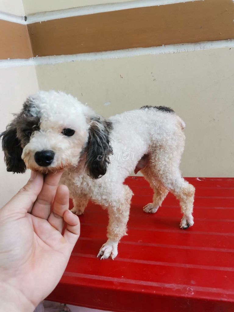 poodle bò xám đực trưởng thành