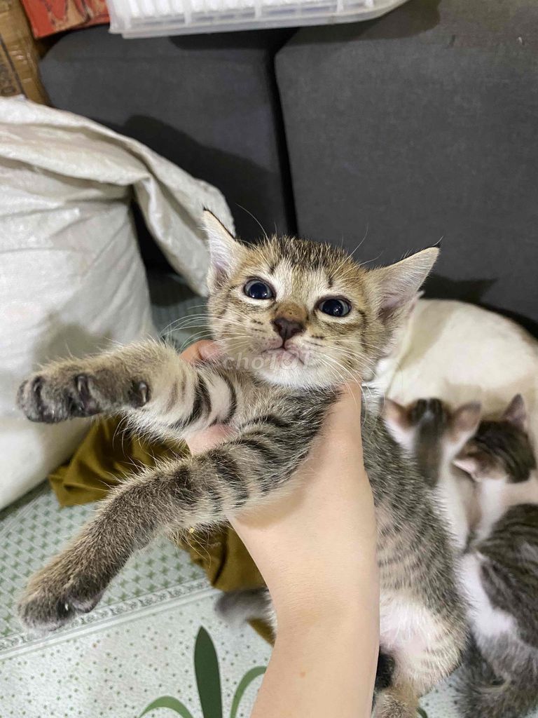Mèo lai Đực Đa sắc 1 tháng chưa tiêm. Mua bán Mèo tại Huyện Củ Chi Tp Hồ Chí Minh được đăng bởi meomeo hình 1