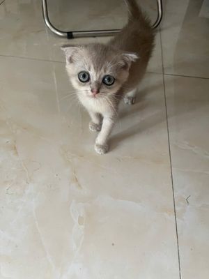 Mèo anh lông ngắn nhà đẻ. Mua bán Mèo tại Quận Nam Từ Liêm Hà Nội được đăng bởi hoàng văn đạt
