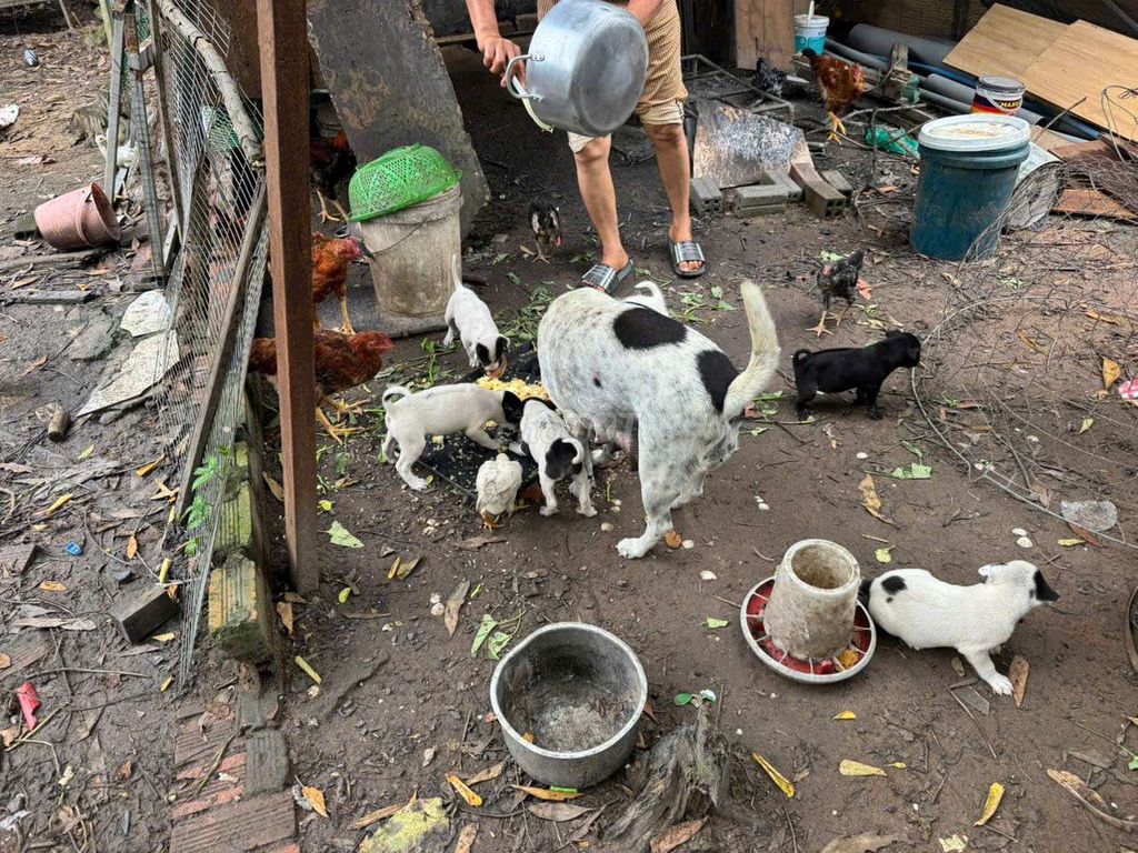 Cho mẹ và cả đàn con 6 con. Mua bán Chó tại Huyện Long Thành Đồng Nai được đăng bởi Nguyen xuan duc hình 3