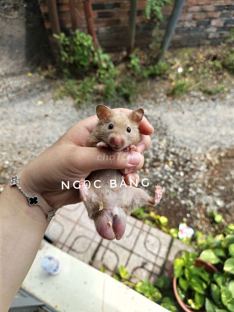 Hamster bear nhiều màu. Mua bán Thú cưng khác tại Thị xã Tân Uyên Bình Dương được đăng bởi Ngọc Bằng hình 1