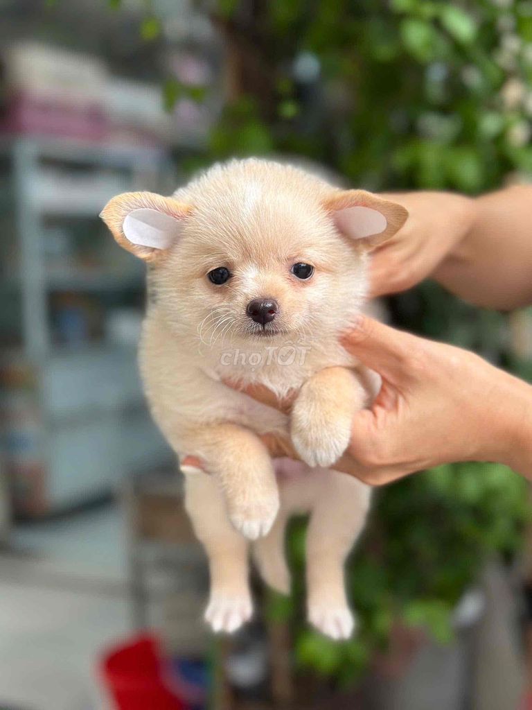 Chó chihuahua cái Vàng kem. Mua bán Chó tại Quận Hai Bà Trưng Hà Nội được đăng bởi nguyễn hình 1