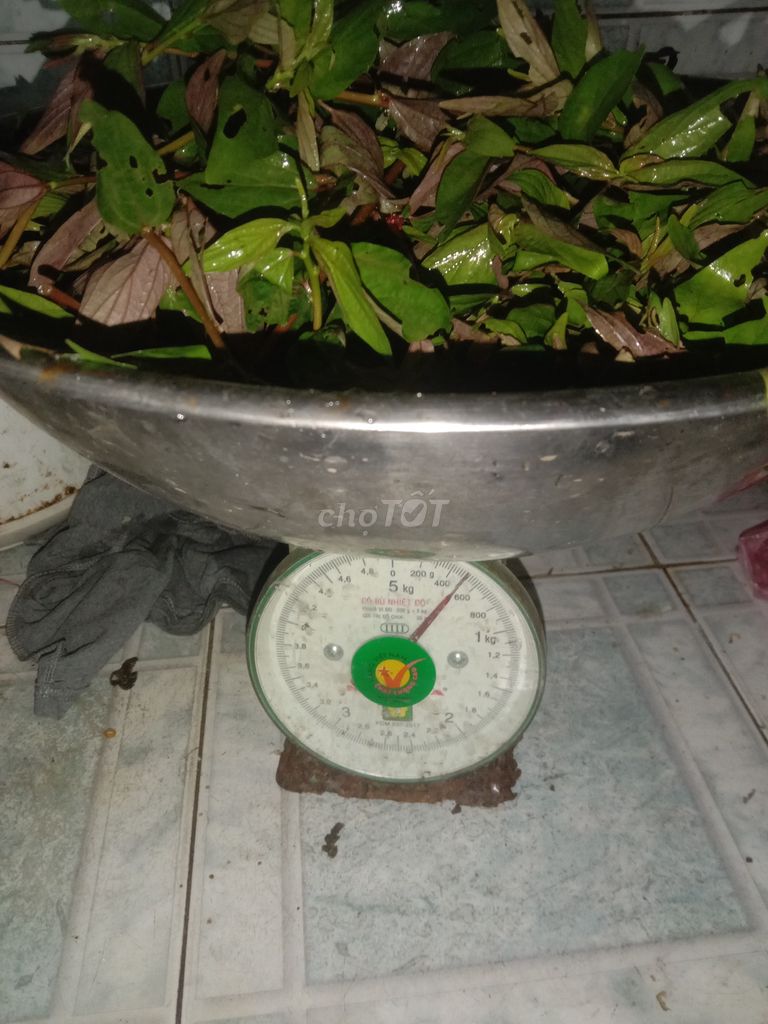 Cây thuốc Tươi tự nhiên Tím 1 kg. Mua bán Đồ ăn, thực phẩm và các loại khác tại Huyện Phong Điền Cần Thơ được đăng bởi Trung hình 1