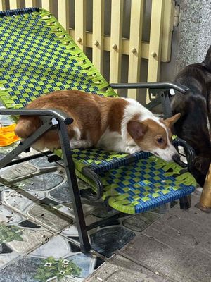 Tìm Chó. Mua bán Chó tại Huyện Châu Thành Tây Ninh được đăng bởi Trần Ngọc Hân