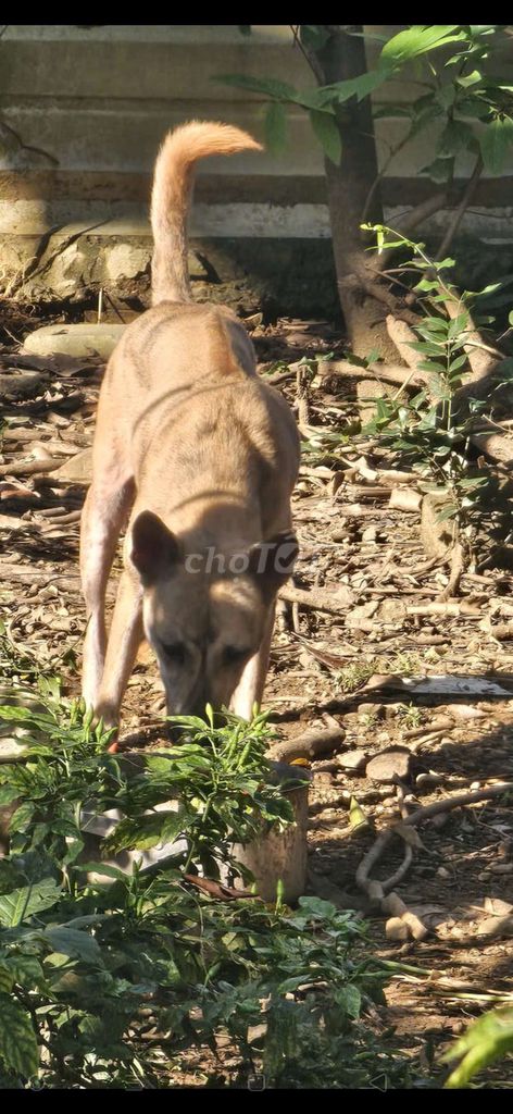 Cần tìm chủ mới cho bé vện Phủ Quốc. Mua bán Chó tại Quận Cẩm Lệ Đà Nẵng được đăng bởi Lê Sen hình 1