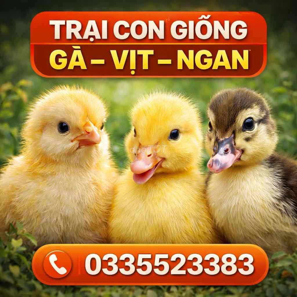 con giống chọn lọc kỹ - bán lâu năm - uy tín. Mua bán Đồ chuyên dụng, Giống nuôi trồng tại Huyện Quỳnh Lưu Nghệ An được đăng bởi Lý Đức hình 1