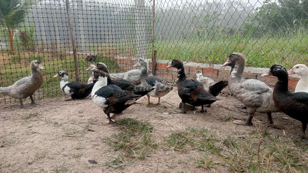 Vịt xiêm trống 3.5-3.8kg. Mua bán Thú cưng khác tại Huyện Bến Cầu Tây Ninh được đăng bởi Nguyễn Nhân  hình 1