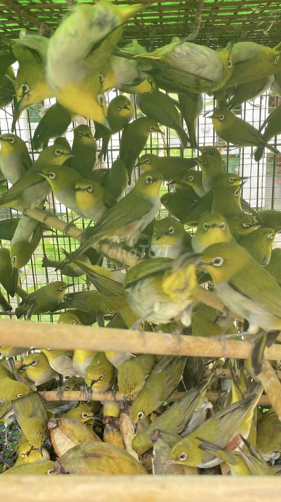 Chim khuyên trống. Mua bán Chim tại Quận 12 Tp Hồ Chí Minh được đăng bởi đinh tuân hình 1