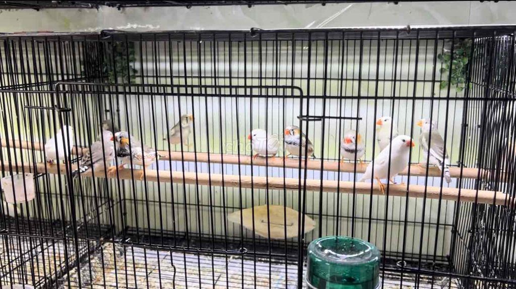 Chim Manh Manh Nhật. Mua bán Chim tại Thị xã Bến Cát Bình Dương được đăng bởi Nghĩa Finch hình 1