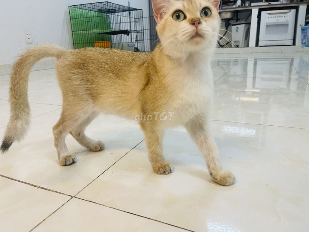 Mèo aln Golden ny11 Cái 20 tháng tuổi (đang gào).