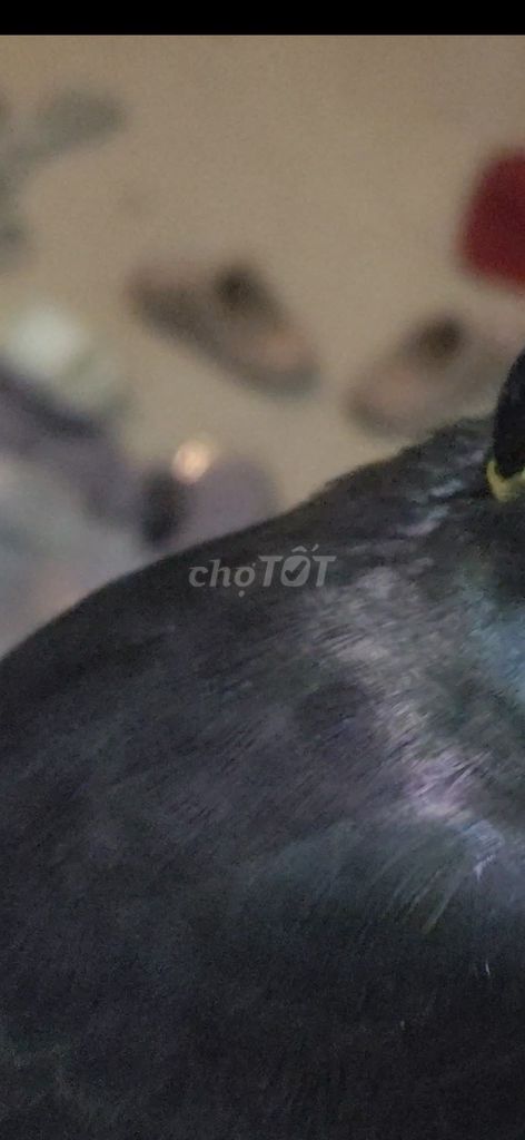 Chim đen tai vàng nói nhiều . Mua bán Chim tại Quận Phú Nhuận Tp Hồ Chí Minh được đăng bởi Phan Văn hình 1