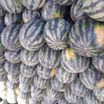 Dưa thành long. Mua bán Đồ ăn, thực phẩm và các loại khác tại Thị xã Ngã Năm Sóc Trăng được đăng bởi Minh Tài 