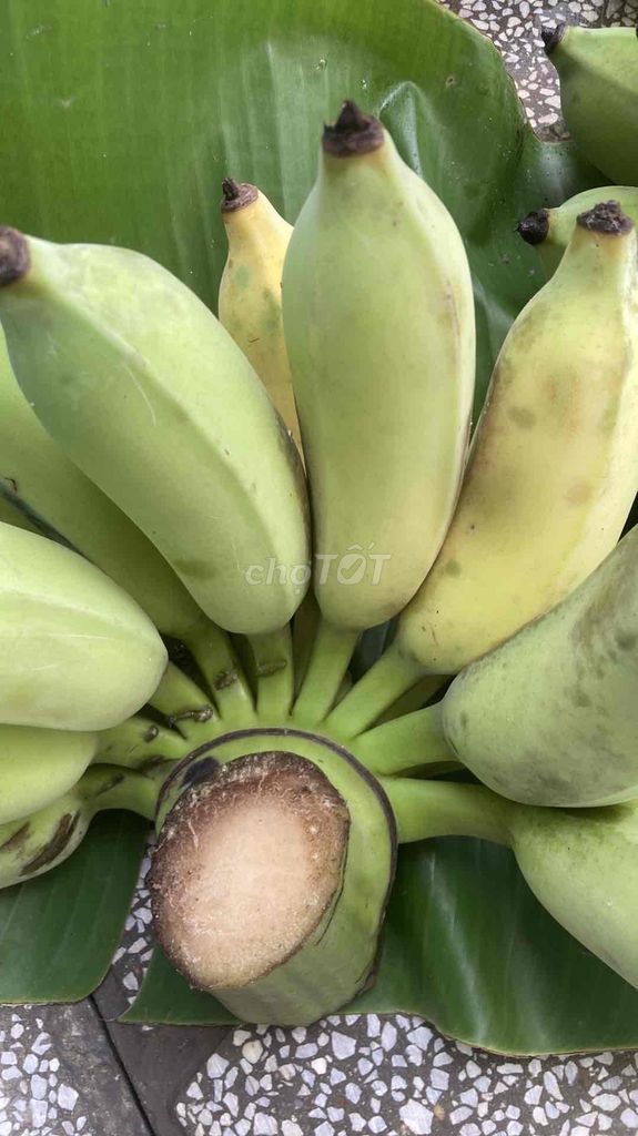 chuối sứ ( chuối xiêm ) oganic. Mua bán Đồ ăn, thực phẩm và các loại khác tại Quận 8 Tp Hồ Chí Minh được đăng bởi Thiên vũ freshvegetable  hình 1