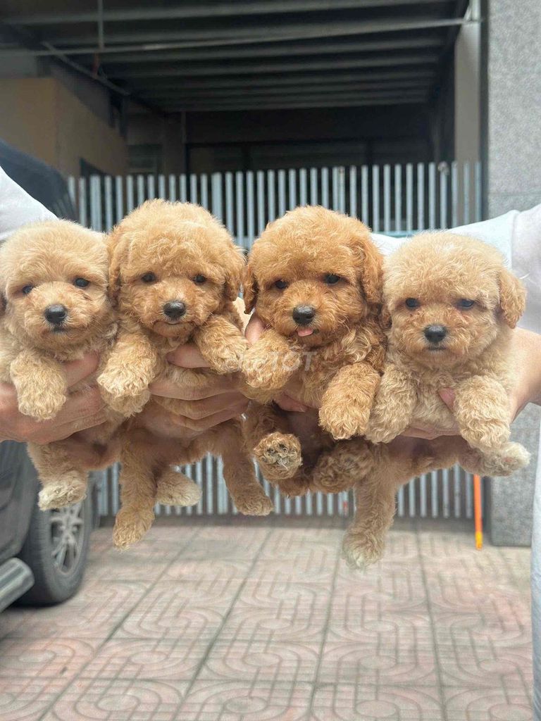 Chó Poodle 2 tháng tuổi đã tiêm. Mua bán Chó tại Thành phố Nha Trang Khánh Hòa được đăng bởi Nguyễn Tuyết hình 1