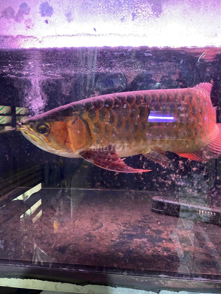 cá huyết long. Mua bán Thú cưng khác tại Thị xã Tân Uyên Bình Dương được đăng bởi Khoa hình 3