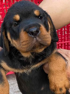 Chó Rottweiler con Đã chích ngừa