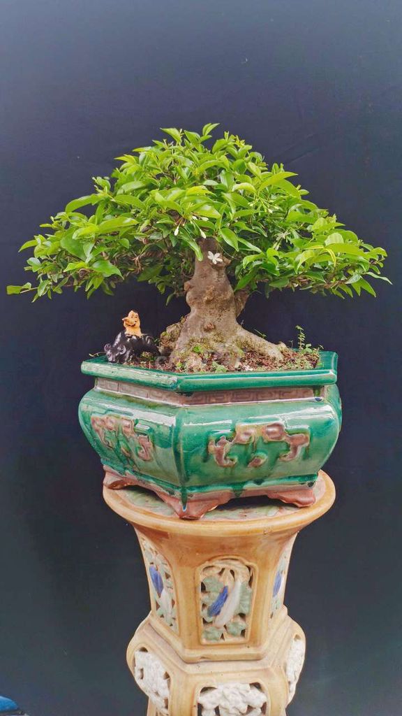 Cây Mai Chiếu Thủy bonsai 35cm chậu sứ Đồng Nai. Mua bán Cây cảnh, đồ trang trí tại Huyện Hóc Môn Tp Hồ Chí Minh được đăng bởi Xuân Quang 55 hình 1