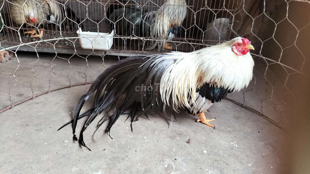 Gà cảnh non đuôi dài. Mua bán Gà tại Quận Thanh Xuân Hà Nội được đăng bởi ngọc thị quỳnh hình 1