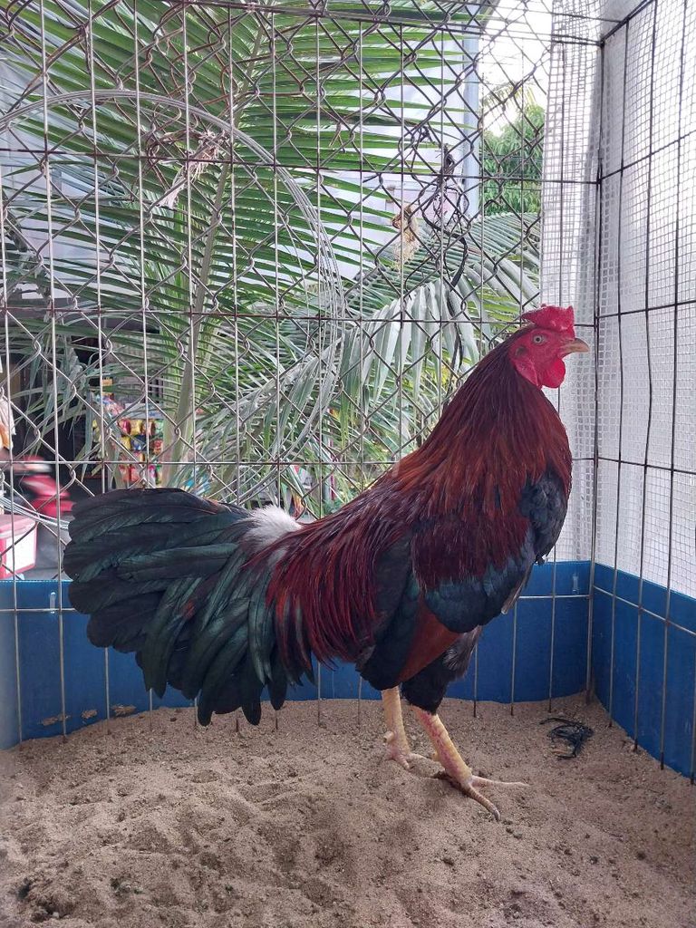 Gà trống Đỏ đen Đực 2.3kg. Mua bán Gà tại Quận Ninh Kiều Cần Thơ được đăng bởi hùng hitle hình 1