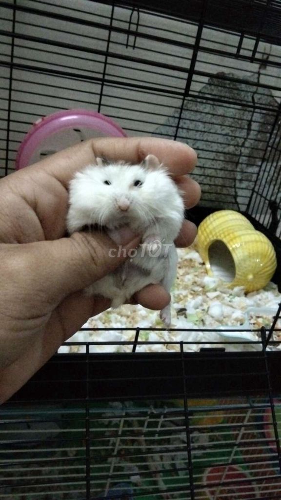 Chuột Hamster Robo bò sữa Trắng. Mua bán Thú cưng khác tại Huyện Hóc Môn Tp Hồ Chí Minh được đăng bởi Quyên hình 1