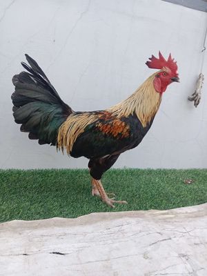 2kg9 tay tốt