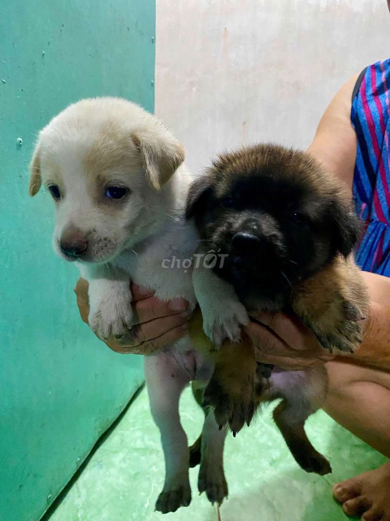 Chó Thuần chủng nhiều màu. Mua bán Chó tại Thành phố Long Xuyên An Giang được đăng bởi Ngoc Dung hình 1