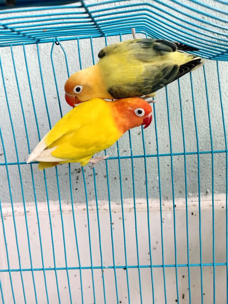 Cặp vet lovebirds euwing, vet zuuu hường trống