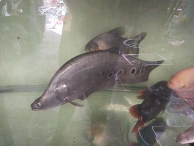 Cá nàng hai 35-36cm