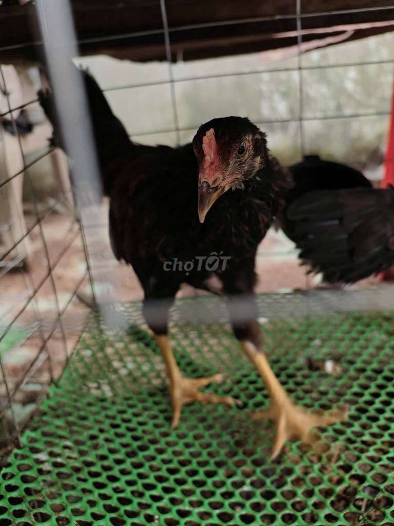 Gà Peru Đen Trên 3 tháng. Mua bán Gà tại Huyện Châu Thành An Giang được đăng bởi Mua bán gà khấp mọi miền hình 1