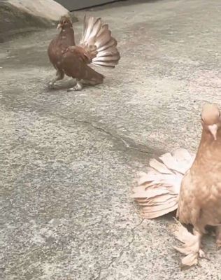 Bồ câu xòe ấn. Mua bán Chim tại Huyện Đức Hòa Long An được đăng bởi Gia Linh