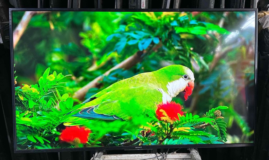Tivi Sony 55 inch 4K. Mua bán Tivi, Âm thanh tại Quận Hoàng Mai Hà Nội được đăng bởi Tuấn Anh hình 1