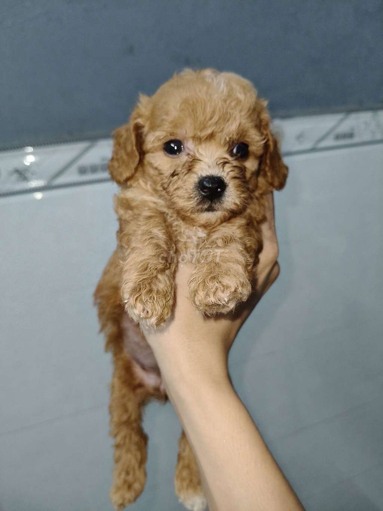 Poodle tiny thuần chủng nhà đẻ