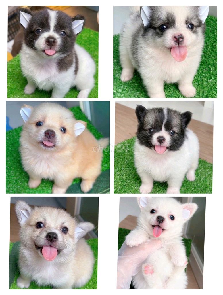 Chó phốc sóc nhật 2 tháng, có tiêm. Mua bán Chó tại Quận 11 Tp Hồ Chí Minh được đăng bởi Minh nguyễn  hình 1