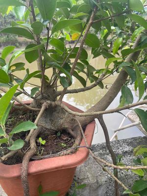 si búp đỏ bonsai