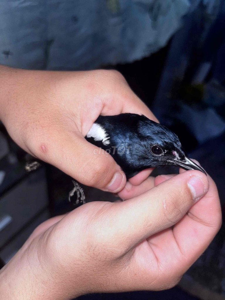 còn tin còn chim ạ. Mua bán Chim tại Thành phố Thủ Đức Tp Hồ Chí Minh được đăng bởi Thống em hình 3