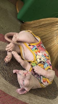 Mèo không lông Ai Cập đực 8 tháng lùn tai xoăn - 1
