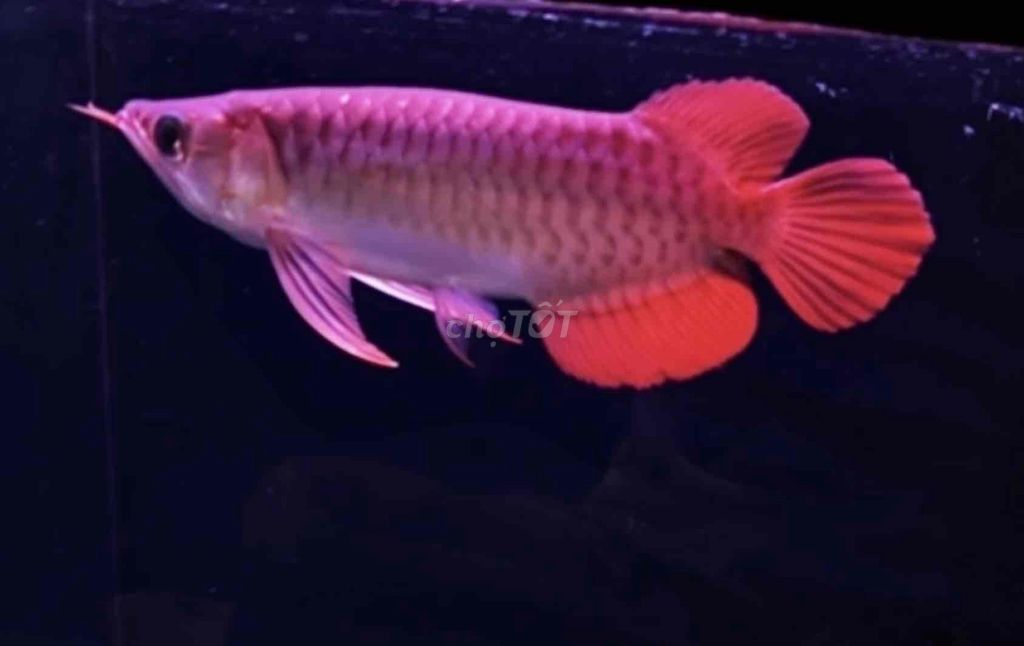 Thanh lý Huyết Long body đuôi càng size 25cm. Mua bán Thú cưng khác tại Quận Tân Bình Tp Hồ Chí Minh được đăng bởi Duy Fish hình 1