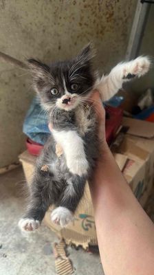 Cần bán 4 chú mèo con mẹ anh lông dài bố mèo ta. Mua bán Mèo tại Thành phố Bắc Ninh Bắc Ninh được đăng bởi Hoan Nguyen