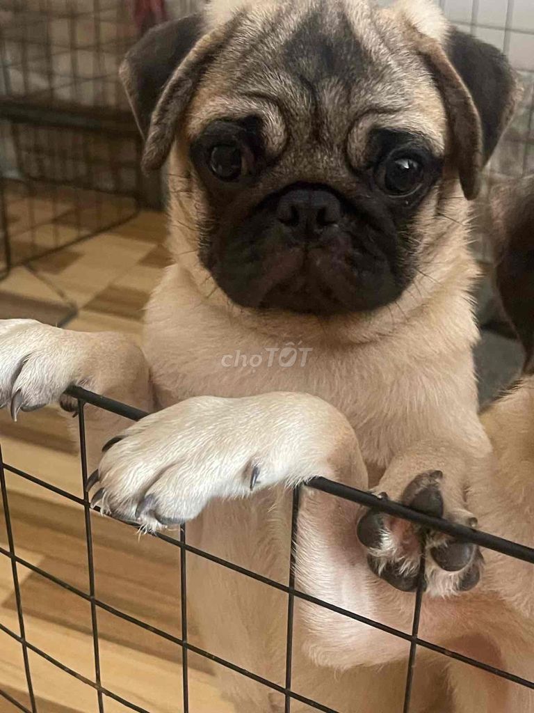 pug mặt xệ. Mua bán Chó tại Thành phố Thuận An Bình Dương được đăng bởi Ngọc Nga Nguyễn Thị hình 1