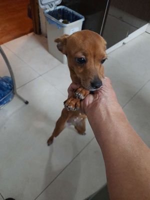 chó Phốc hươu gool