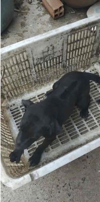 Chó Phú Quốc đen đực