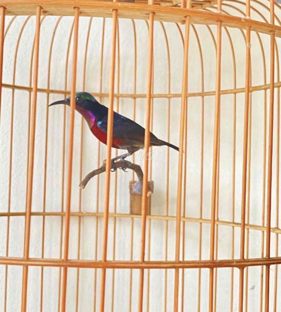 bộ 7 màu tuyển hót chim dạn lồng tre già. Mua bán Chim tại Quận 12 Tp Hồ Chí Minh được đăng bởi Triển hình 1