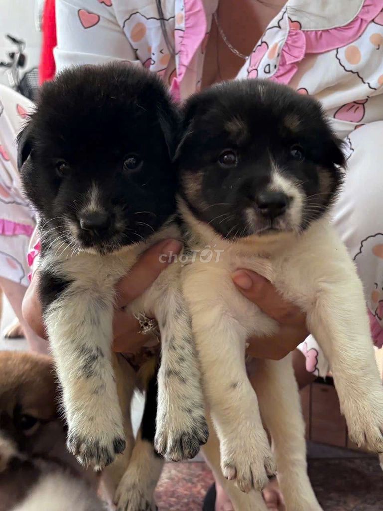 Chó nhật lai chó gấu bắc hà. Mua bán Chó tại Thành phố Thủ Đức Tp Hồ Chí Minh được đăng bởi Đậu ngọc ngân  hình 3